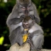 monkey_macaque_balinese_mf_ubud_v_0658_bal0668.jpg